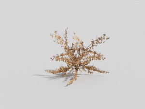 low poly plant 3D 모델