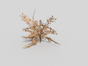 low poly plant 3D Model