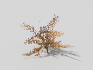 low poly plant 3D Model