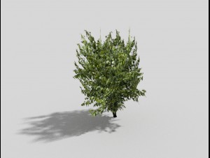 low poly tree 3D 모델