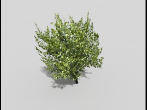 low poly tree 3D 모델