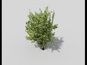 low poly tree 3D 모델