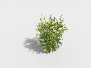 低ポリの木 3Dモデル