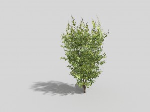 low poly tree Modello 3D