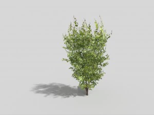 low poly tree 3D Model