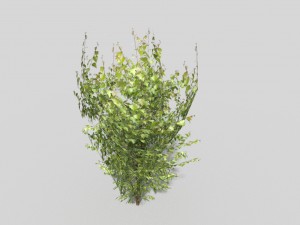 low poly tree Modello 3D