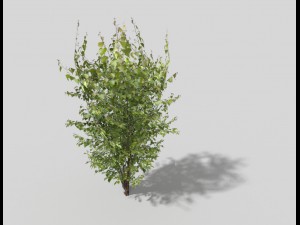 low poly tree Modello 3D