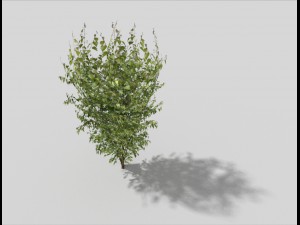 low poly tree Modello 3D