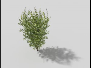 low poly tree 3D Model