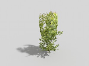 low poly tree 3Dモデル