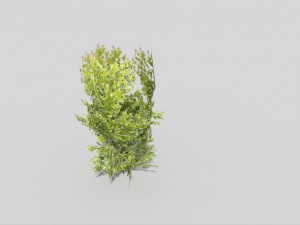 low poly tree 3Dモデル