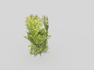 arbre low poly Modèle 3D