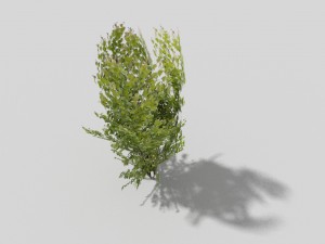 low poly tree 3Dモデル