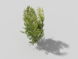arbre low poly Modèle 3D