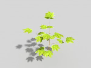 drzewo o niskiej zawartości poli Model 3D