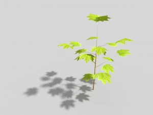 albero poli basso Modello 3D