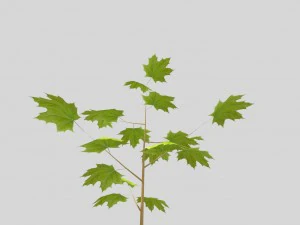 albero poli basso Modello 3D