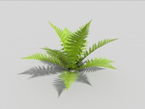 low poly fern 3Dモデル