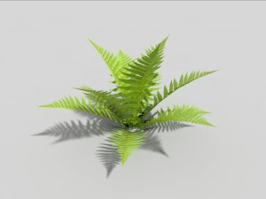 लो पॉली फ़र्न 3D मॉडल