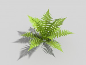 low poly fern Model 3D