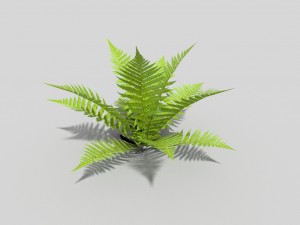low poly fern Model 3D