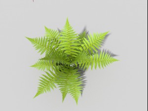 low poly fern Model 3D