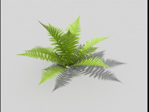 low poly fern Model 3D
