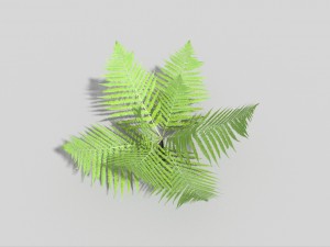 low poly fern 3D 模型
