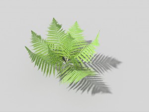 low poly fern 3D 模型