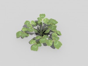 low poly plant 3D 모델