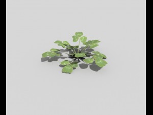 low poly plant 3D 模型