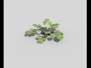 низкополигональное растение 3D Модель