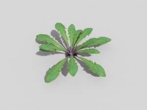 low poly plant 3Dモデル