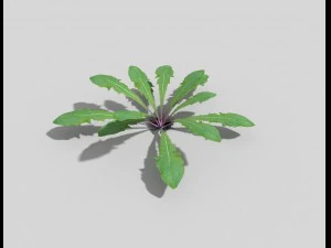 низкополигональное растение 3D Модель