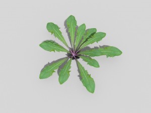 low poly plant Modelo 3D