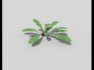 low poly plant Modelo 3D