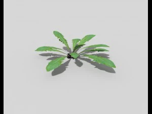 низкополигональное растение 3D Модель