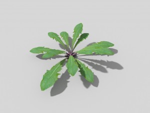 low poly plant Modelo 3D
