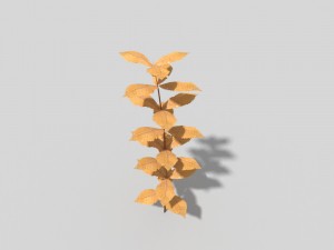 low poly plant 3Dモデル