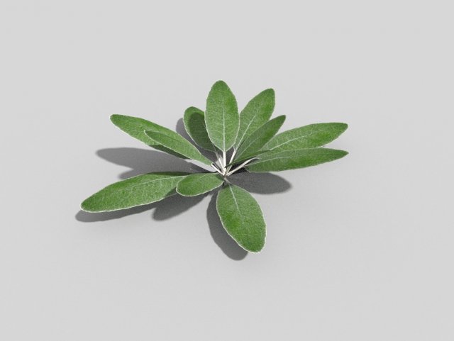 low poly plant 3D Model .c4d .max .obj .3ds .fbx .stl .blend 