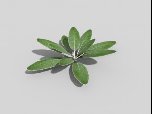 low poly plant 3D 모델