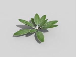 low poly plant 3D Model