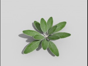 low poly plant 3D Model