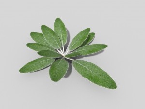 low poly plant 3D Model