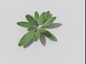 low poly plant 3D Model