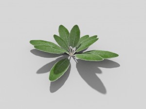 low poly plant 3D Model