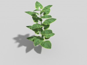 low poly plant 3D मॉडल