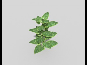 low poly plant 3D मॉडल