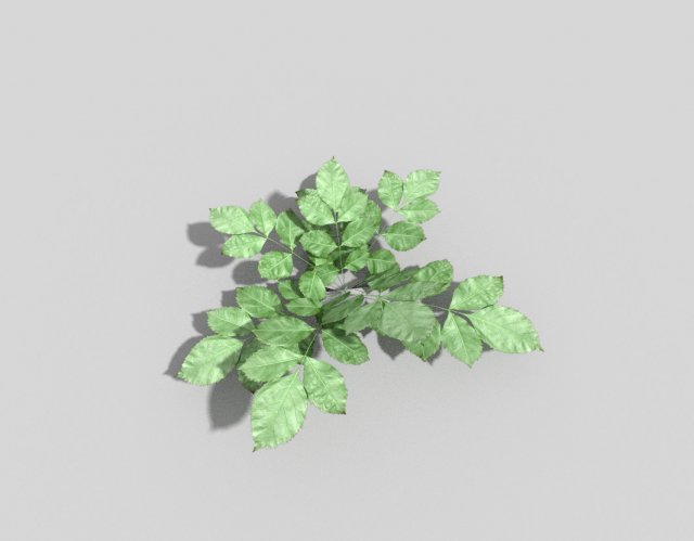low poly plant Modèle 3D .c4d .max .obj .3ds .fbx .stl .blend 