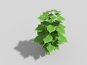 low poly plant 3D Model